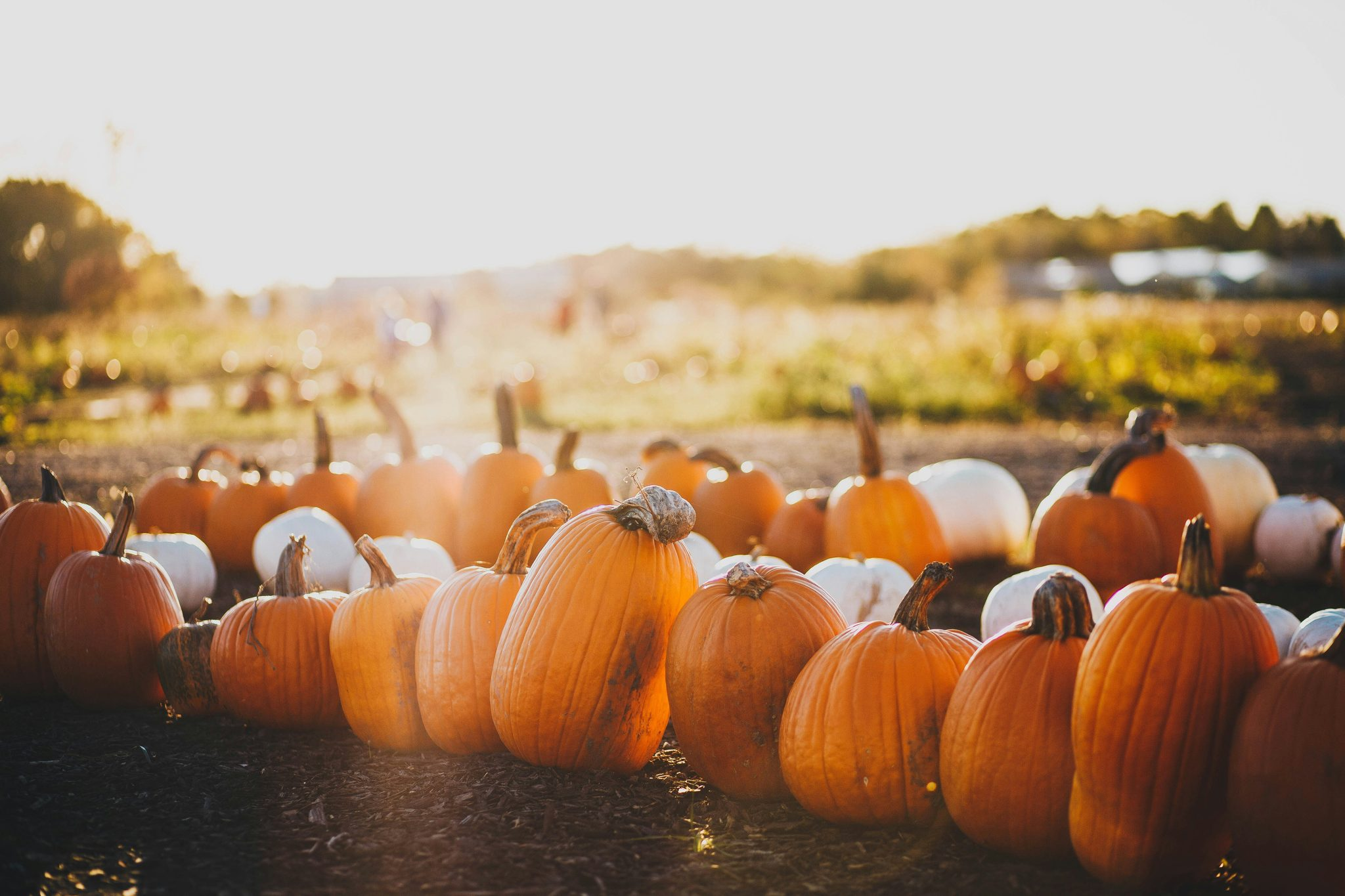 Fall Feelings, Summer Temperatures